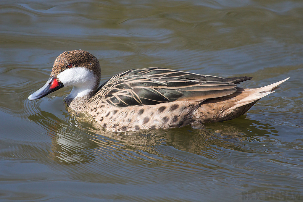 White-cheeked Pintail