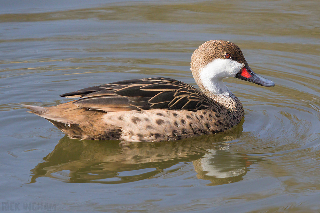 White-cheeked Pintail