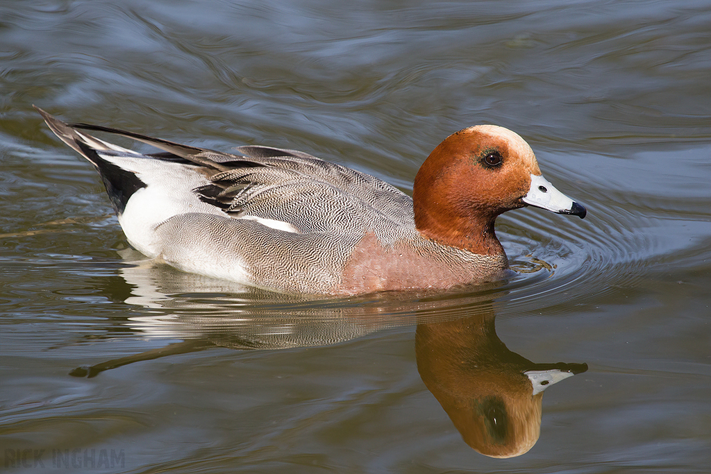 Eurasian Wigeon | Male