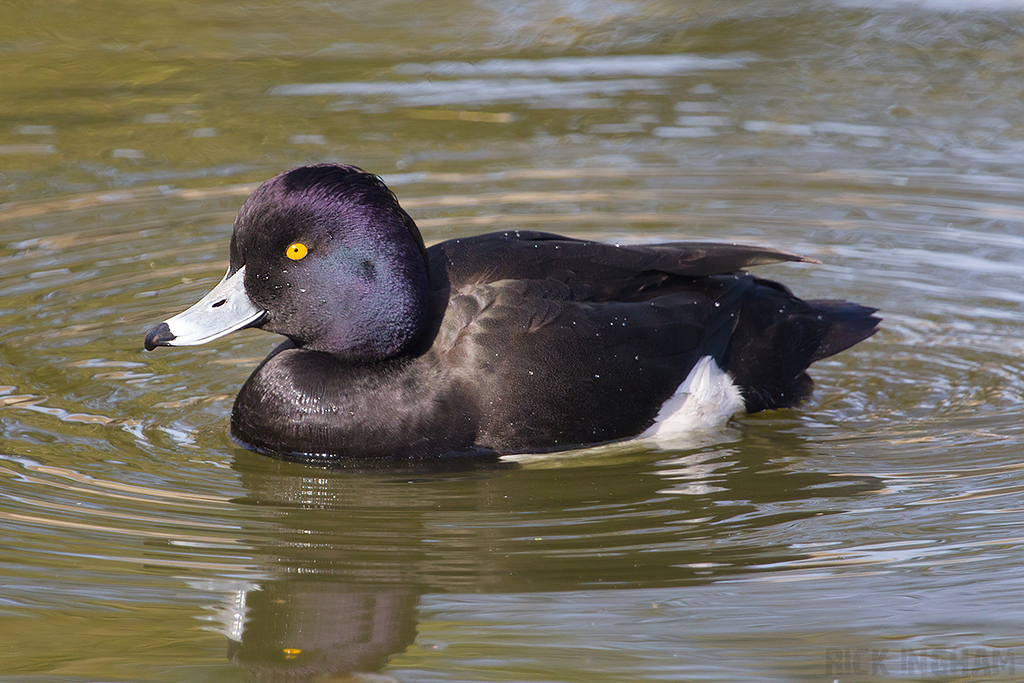 Tufted Duck | Male