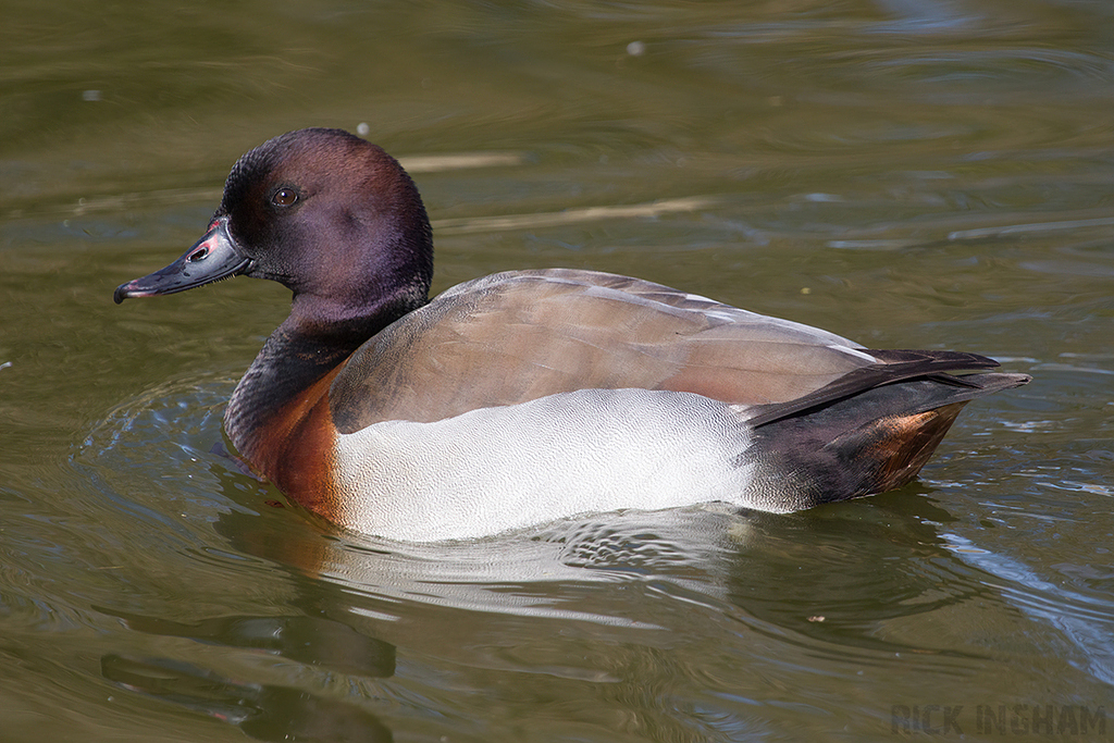 Pochard hybrid | Male