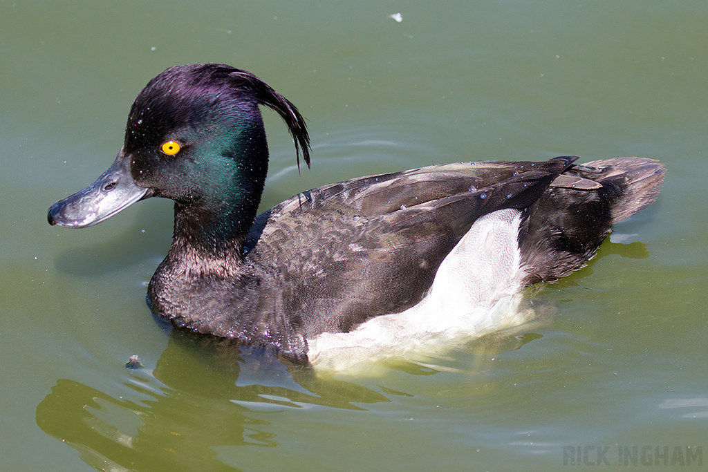 Tufted Duck | Male