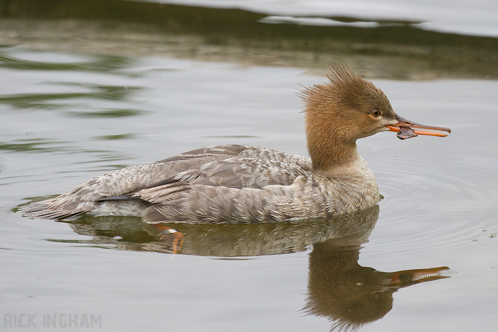 Red-breasted Merganser