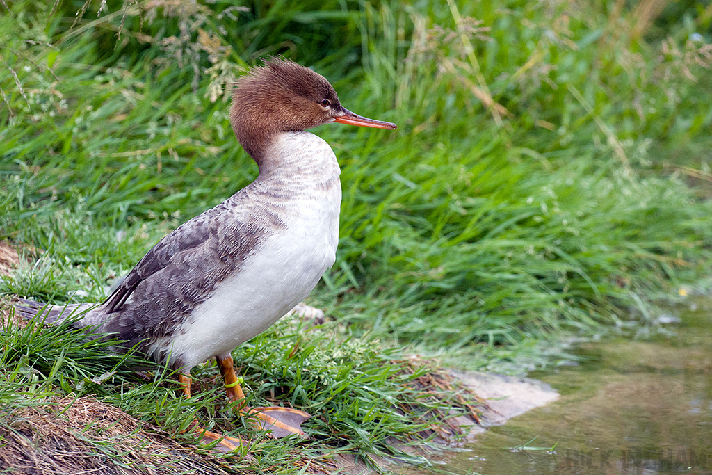 Red-breasted Merganser