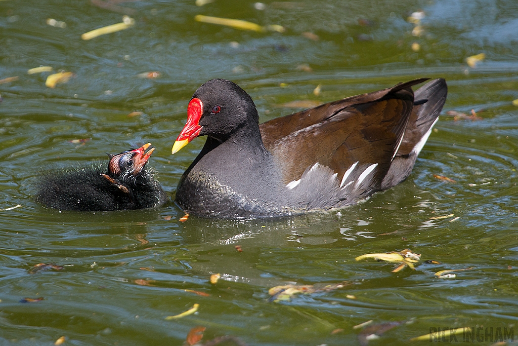 Moorhen