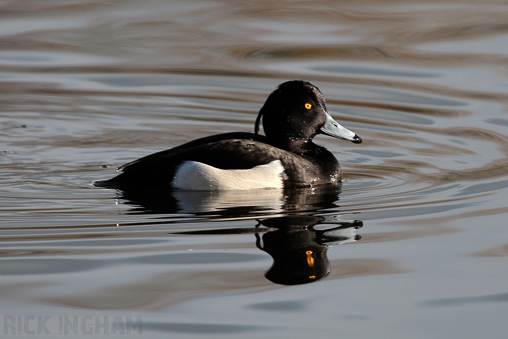 Tufted Duck | Male