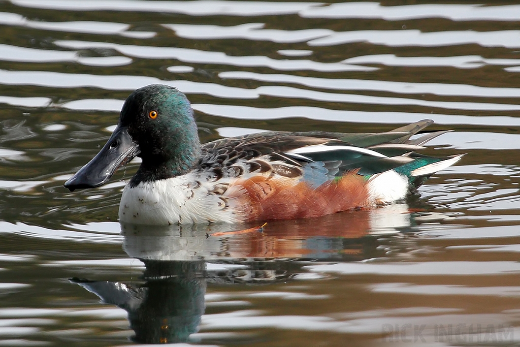 Northern Shoveler