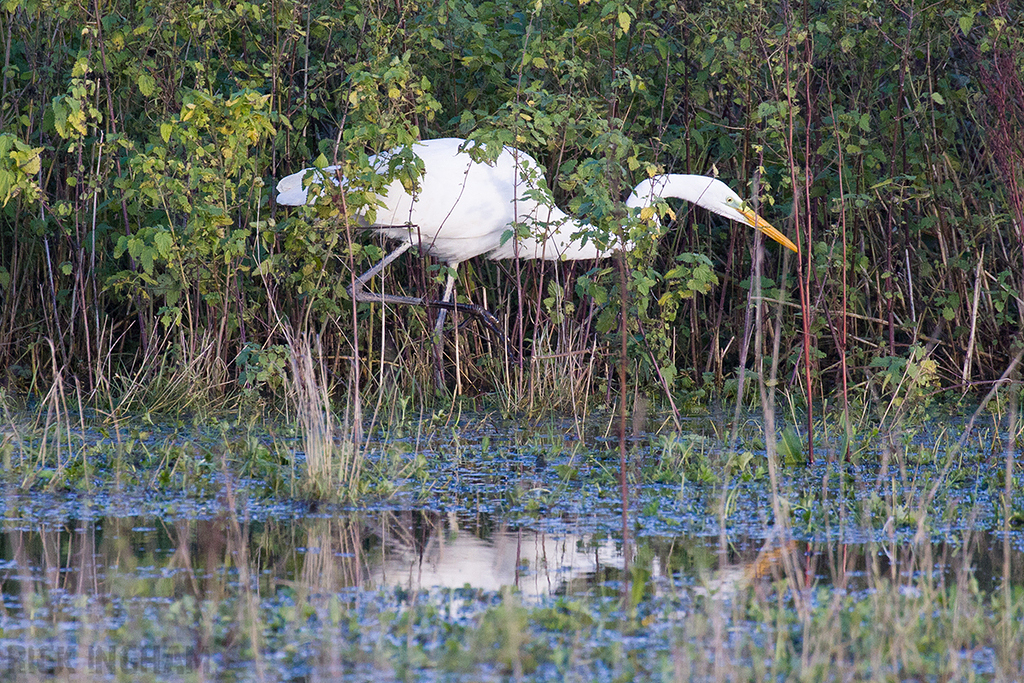 Great White Egret