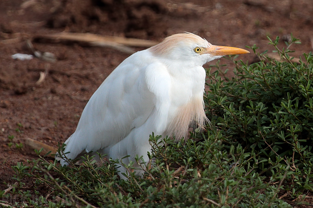 Cattle Egret