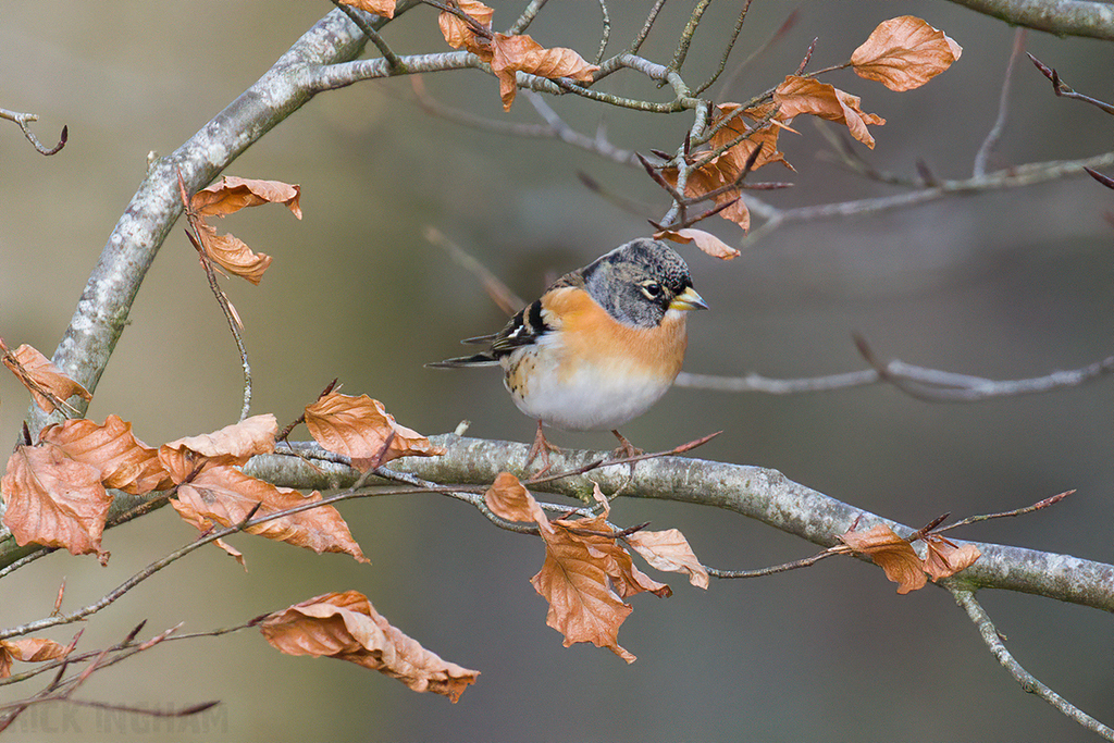 Brambling
