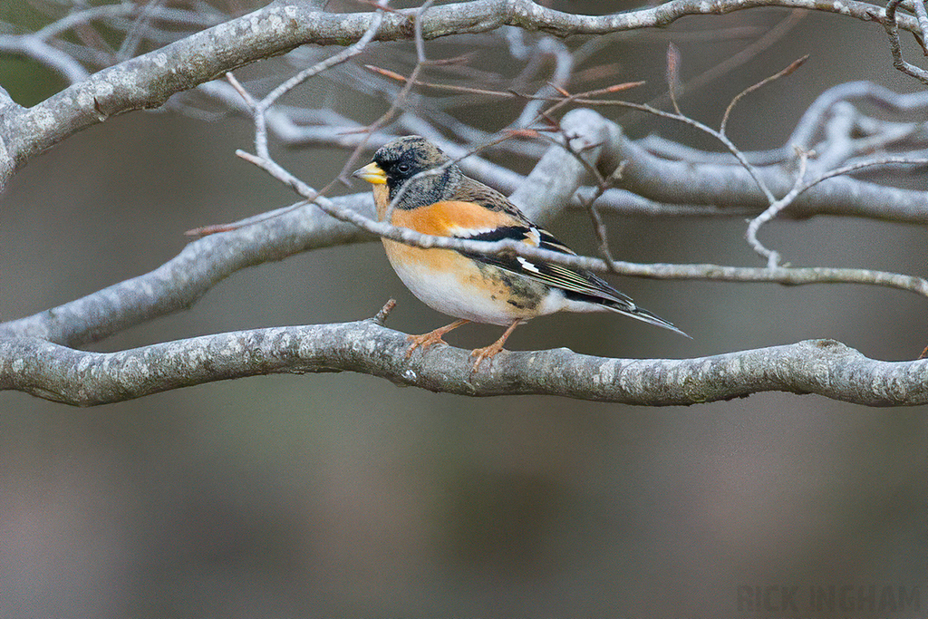 Brambling