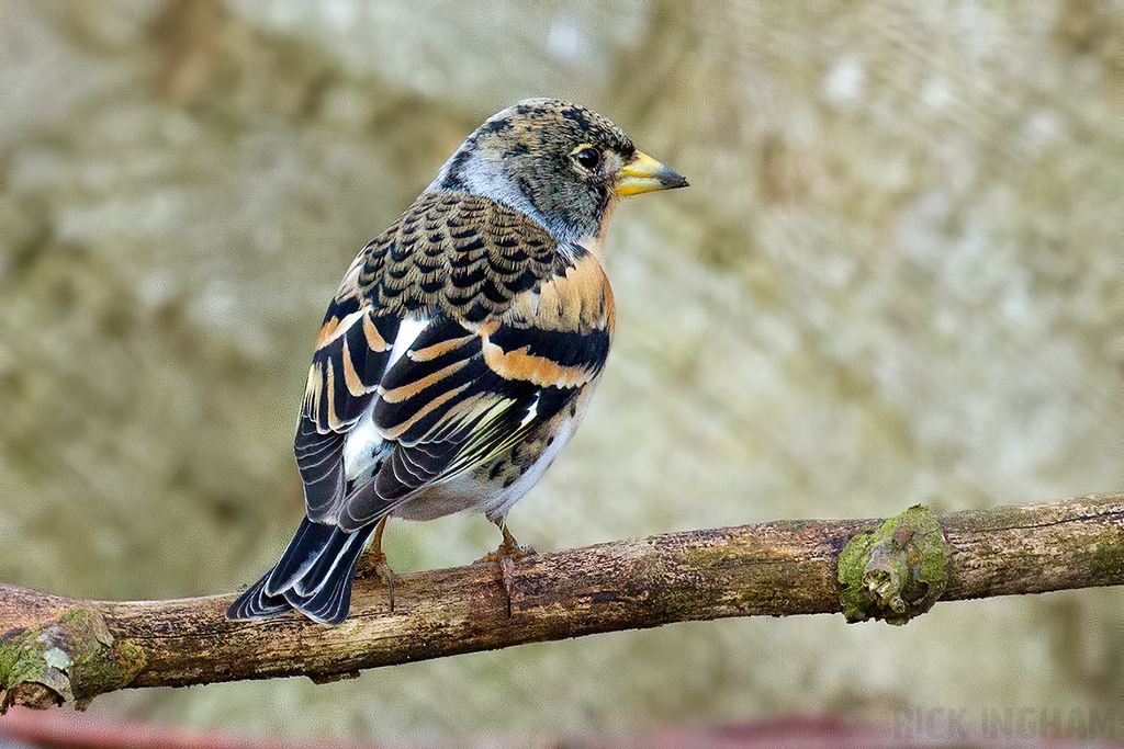 Brambling