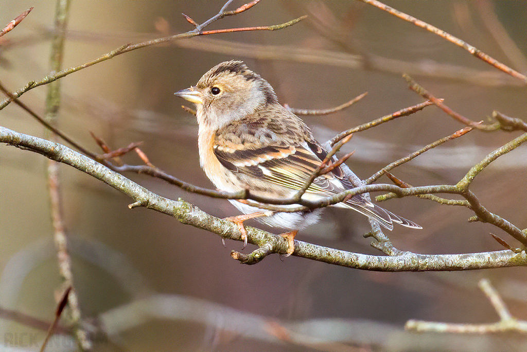 Brambling