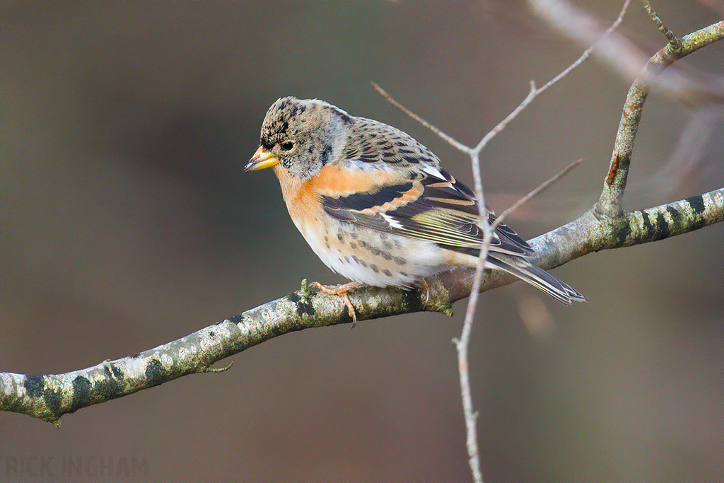 Brambling