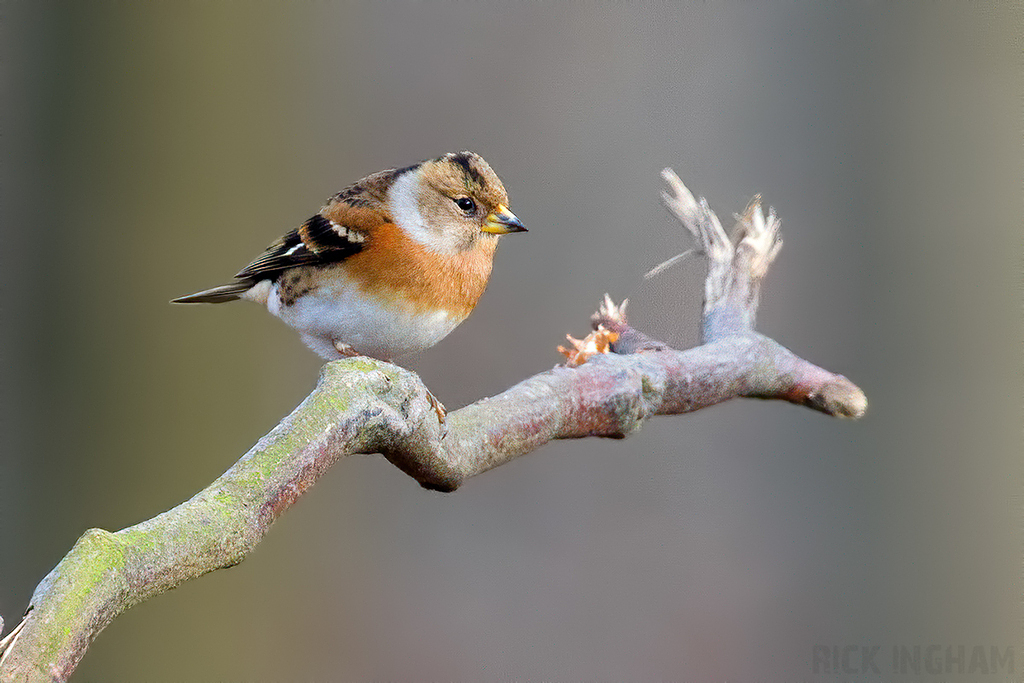 Brambling