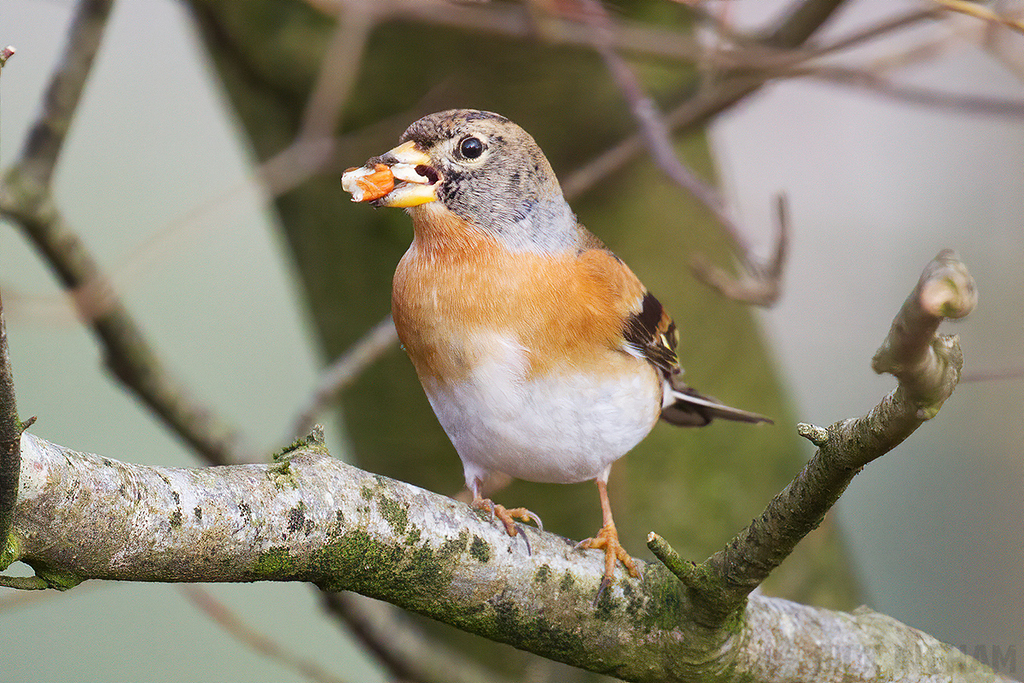 Brambling