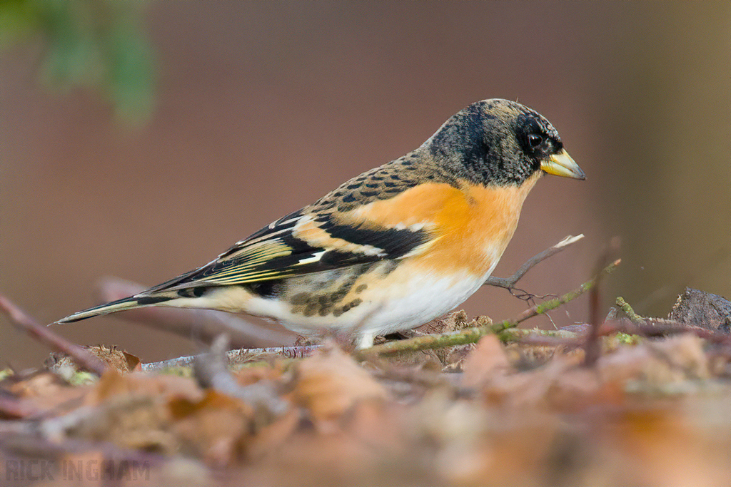 Brambling
