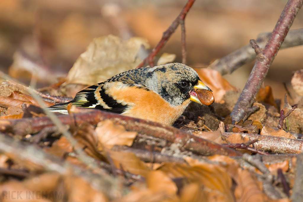 Brambling