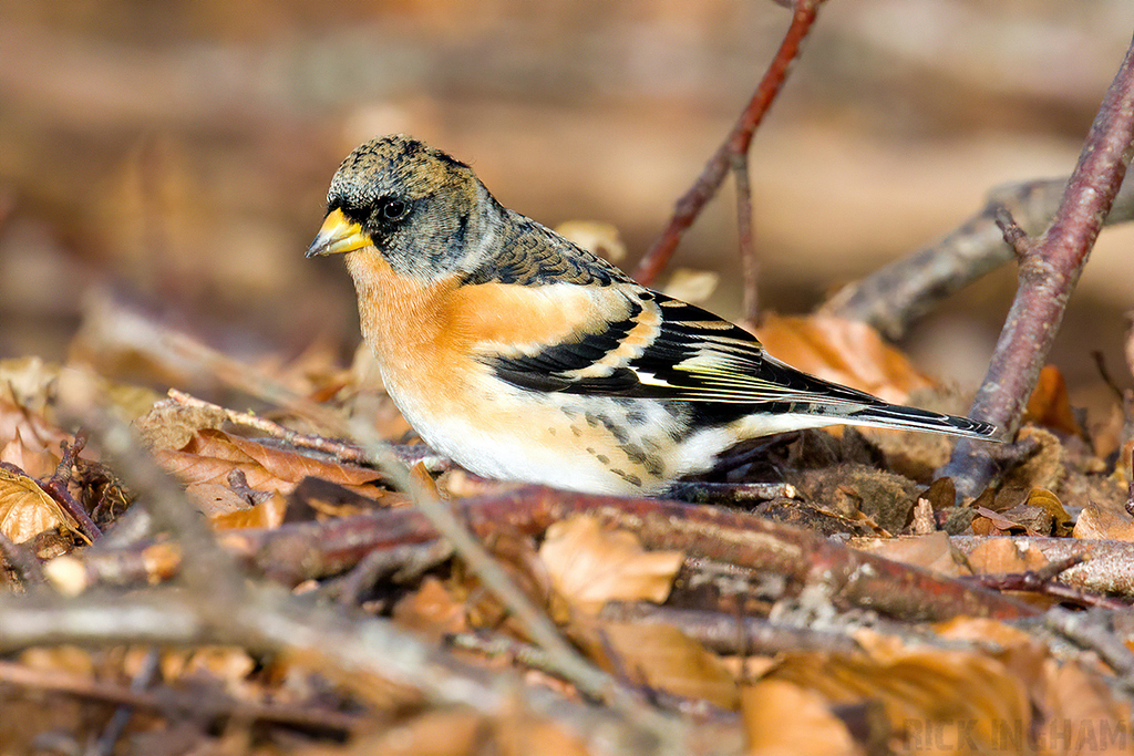 Brambling