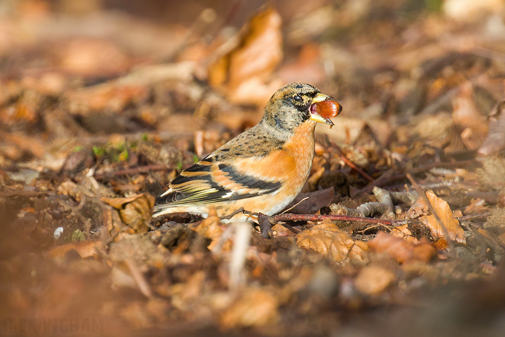 Brambling