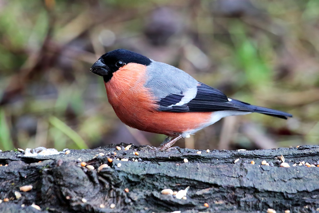 Bullfinch | Male