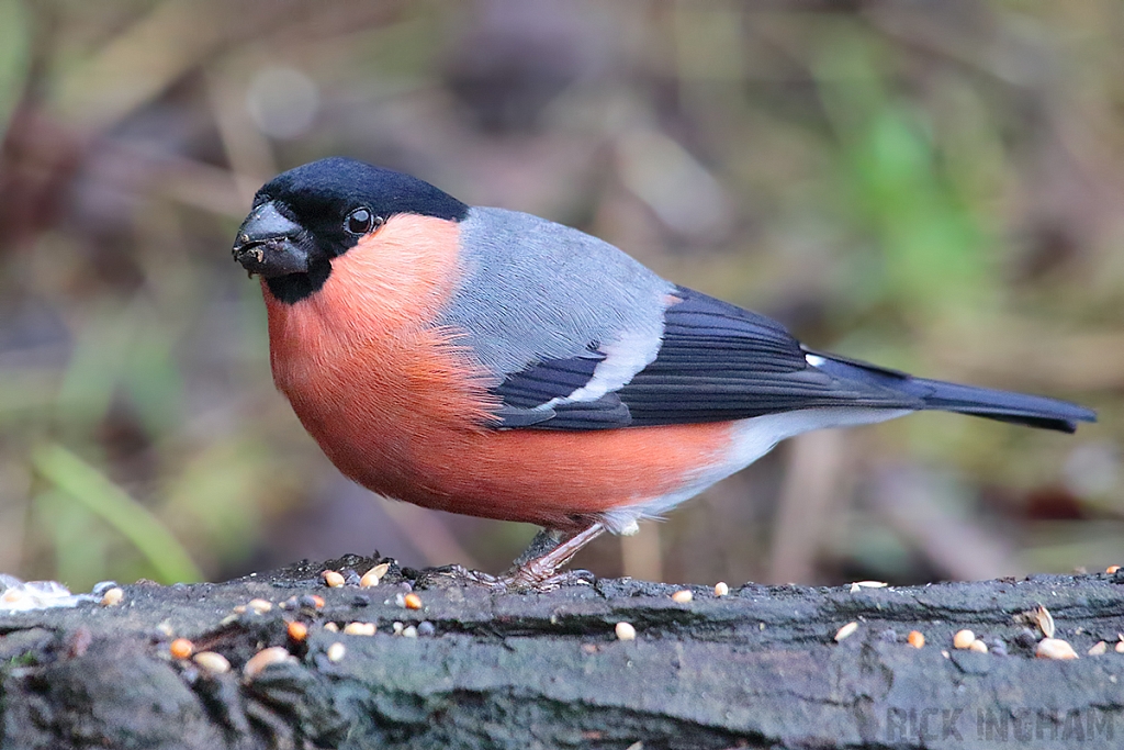 Bullfinch | Male