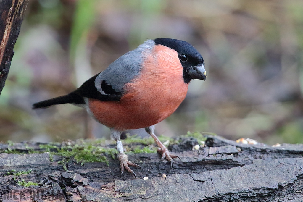 Bullfinch | Male