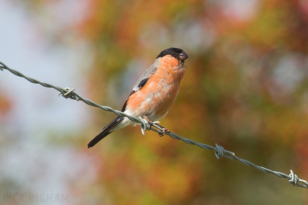 Bullfinch | Male