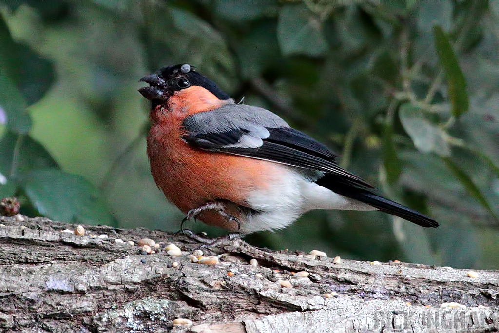 Bullfinch