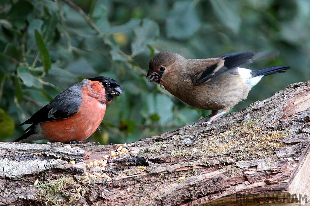 Bullfinch