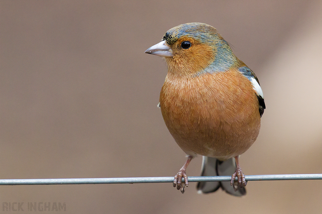 Chaffinch | Male