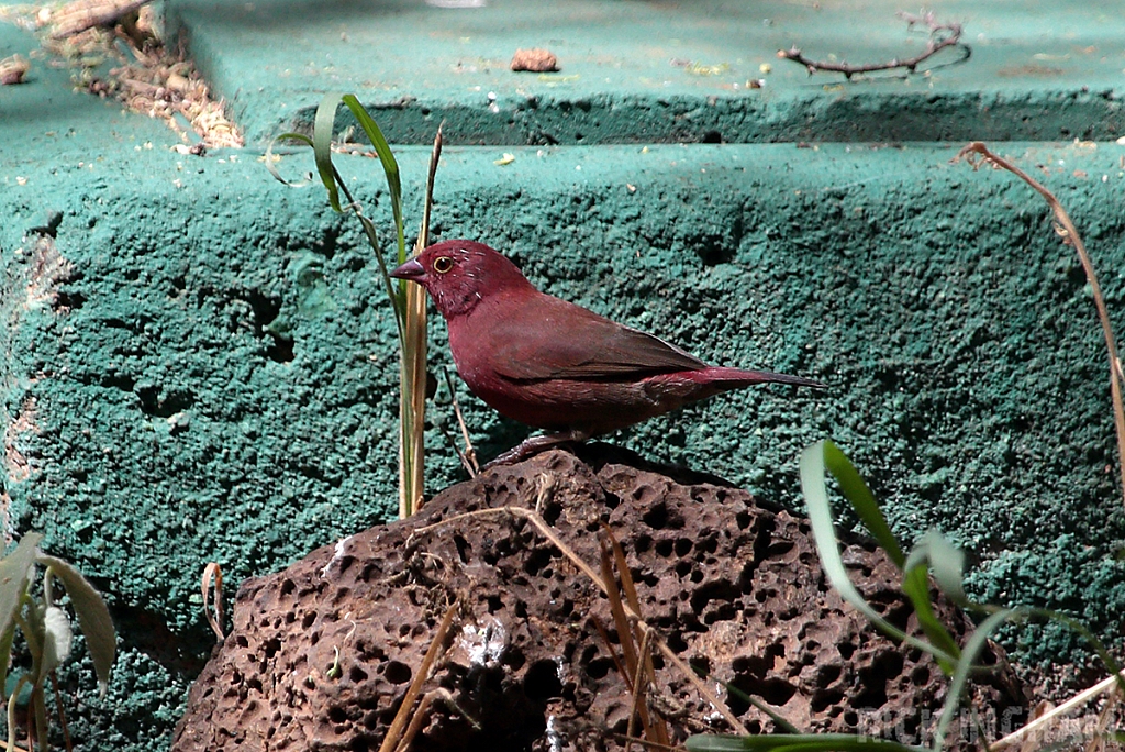 Red Billed Fire Finch