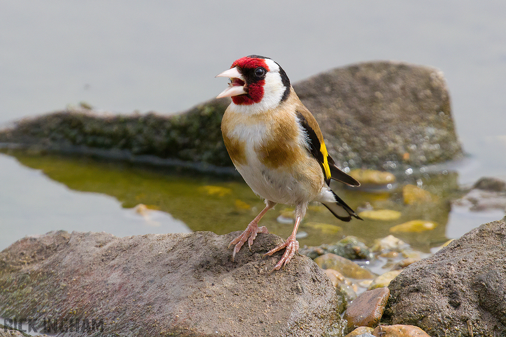 European Goldfinch
