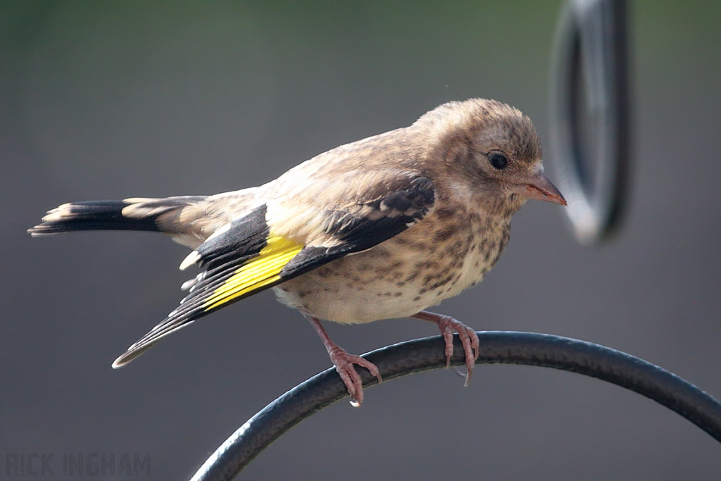 Goldfinch | Juvenile