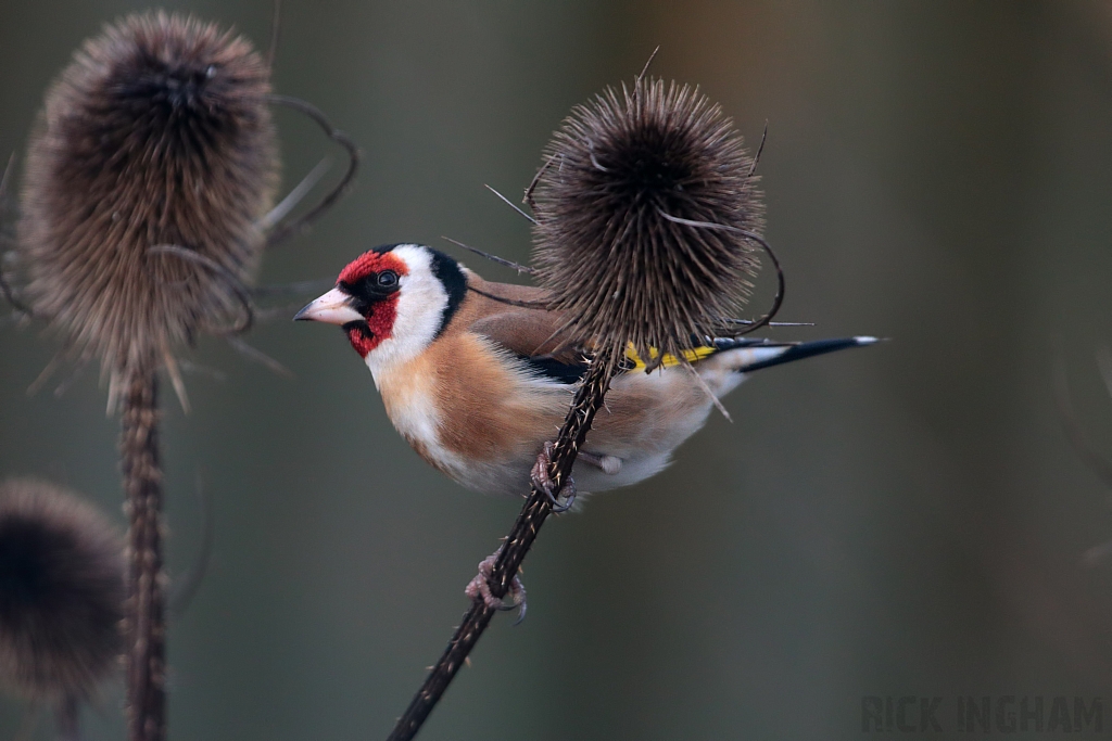 Goldfinch | Male