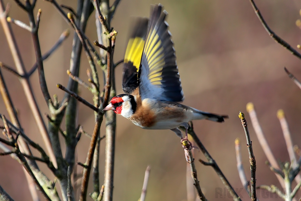 Goldfinch | Male
