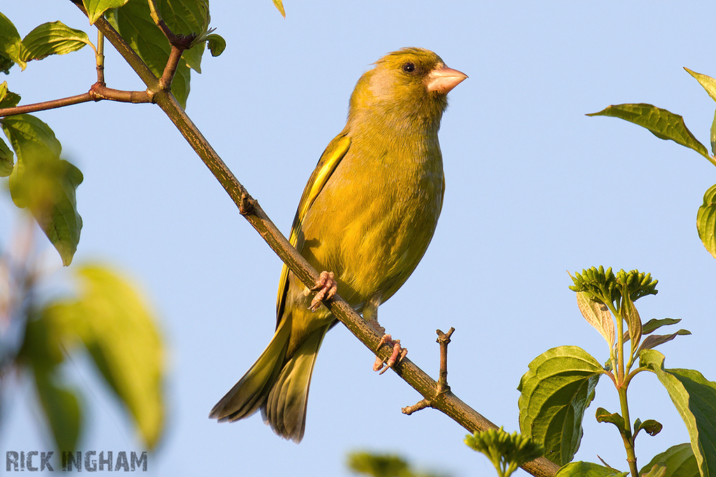 European Greenfinch