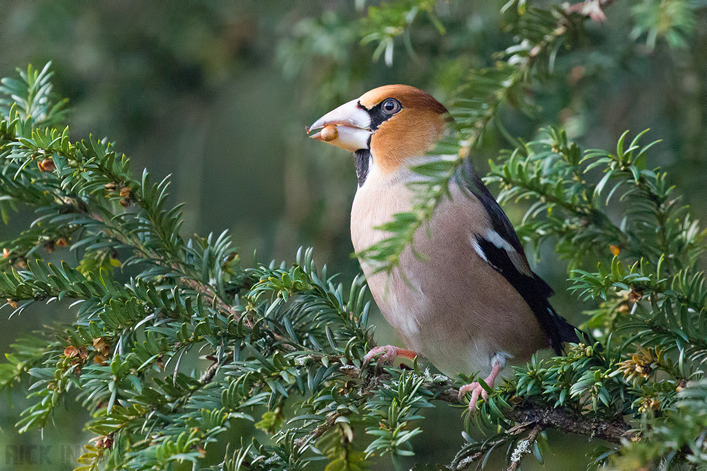 Hawfinch | Male