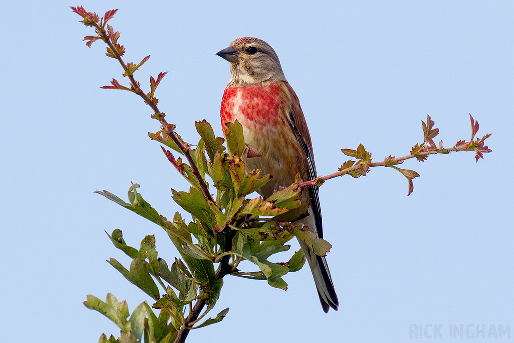 Common Linnet
