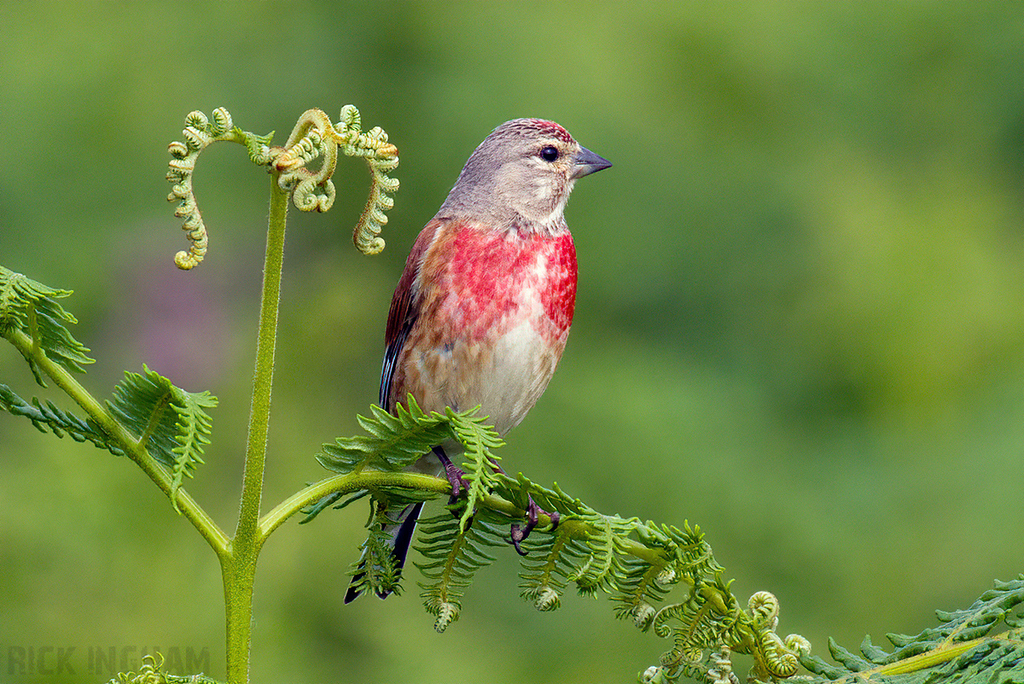 Common Linnet