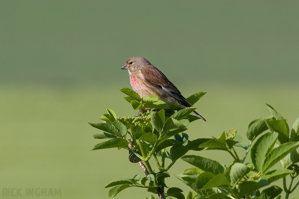 Common Linnet
