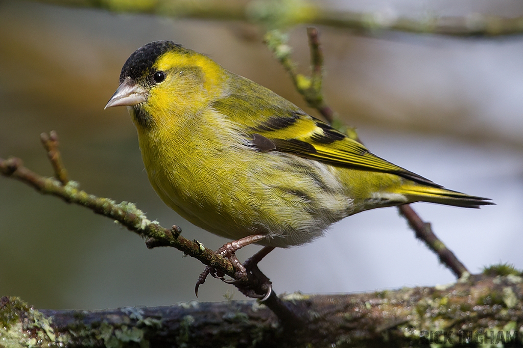 Eurasian Siskin | Male