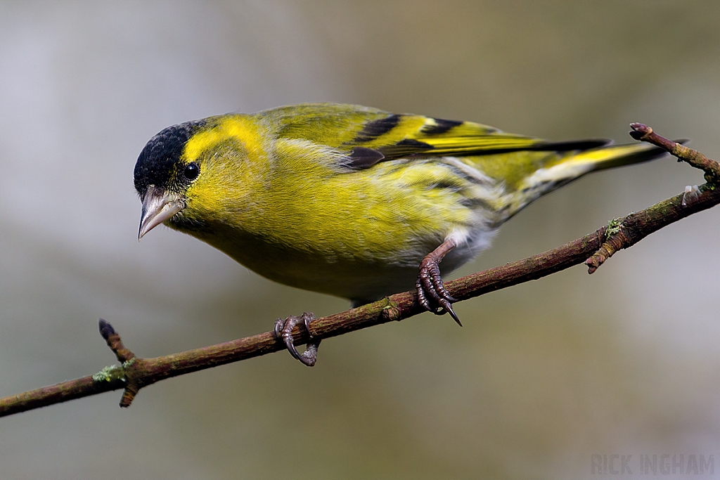 Eurasian Siskin | Male