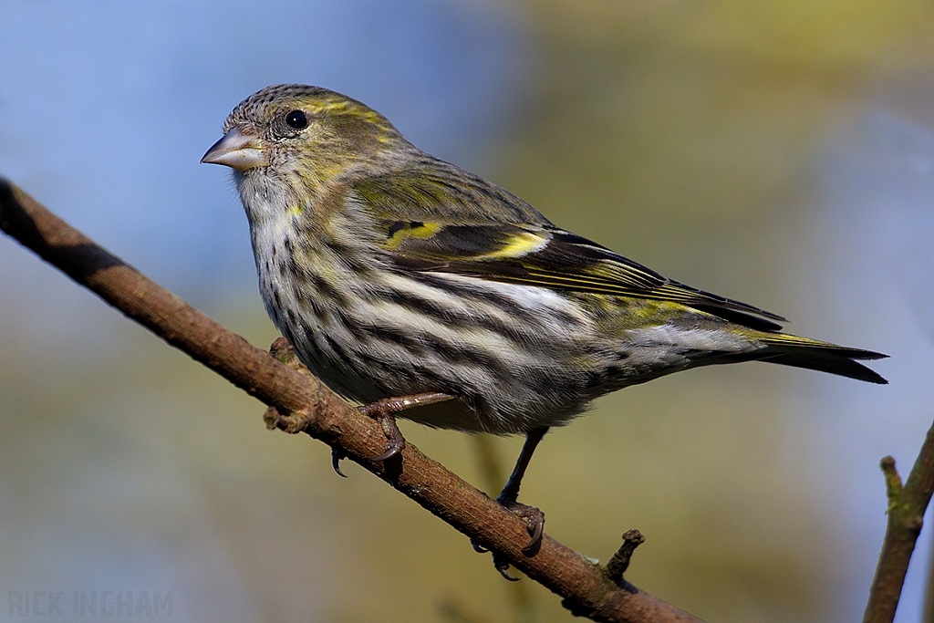 Eurasian Siskin | Female
