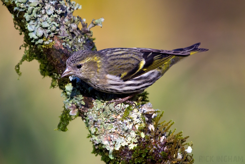 Eurasian Siskin | Female