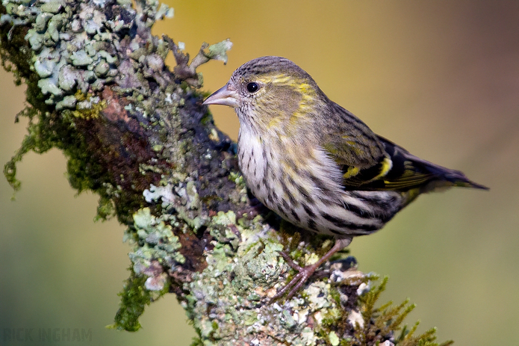 Eurasian Siskin | Female