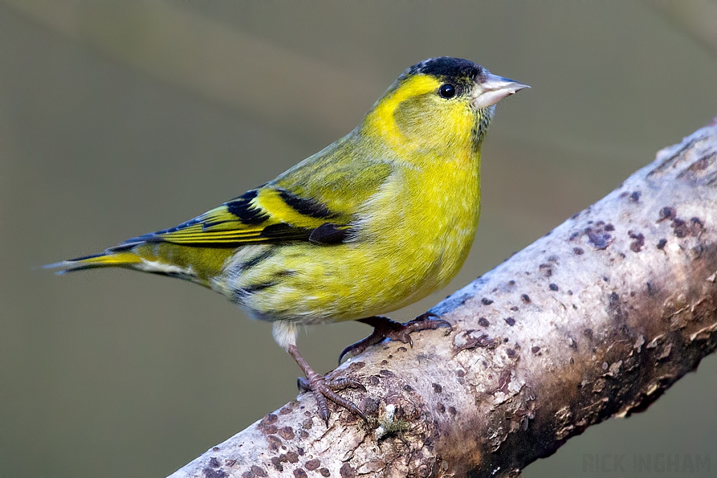 Eurasian Siskin | Male