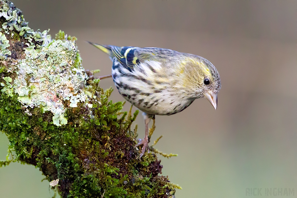 Eurasian Siskin | Female