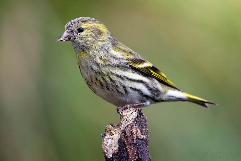 Eurasian Siskin | Female