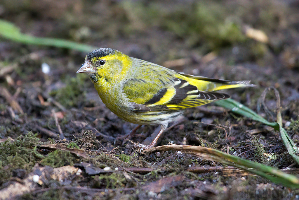 Eurasian Siskin | Male